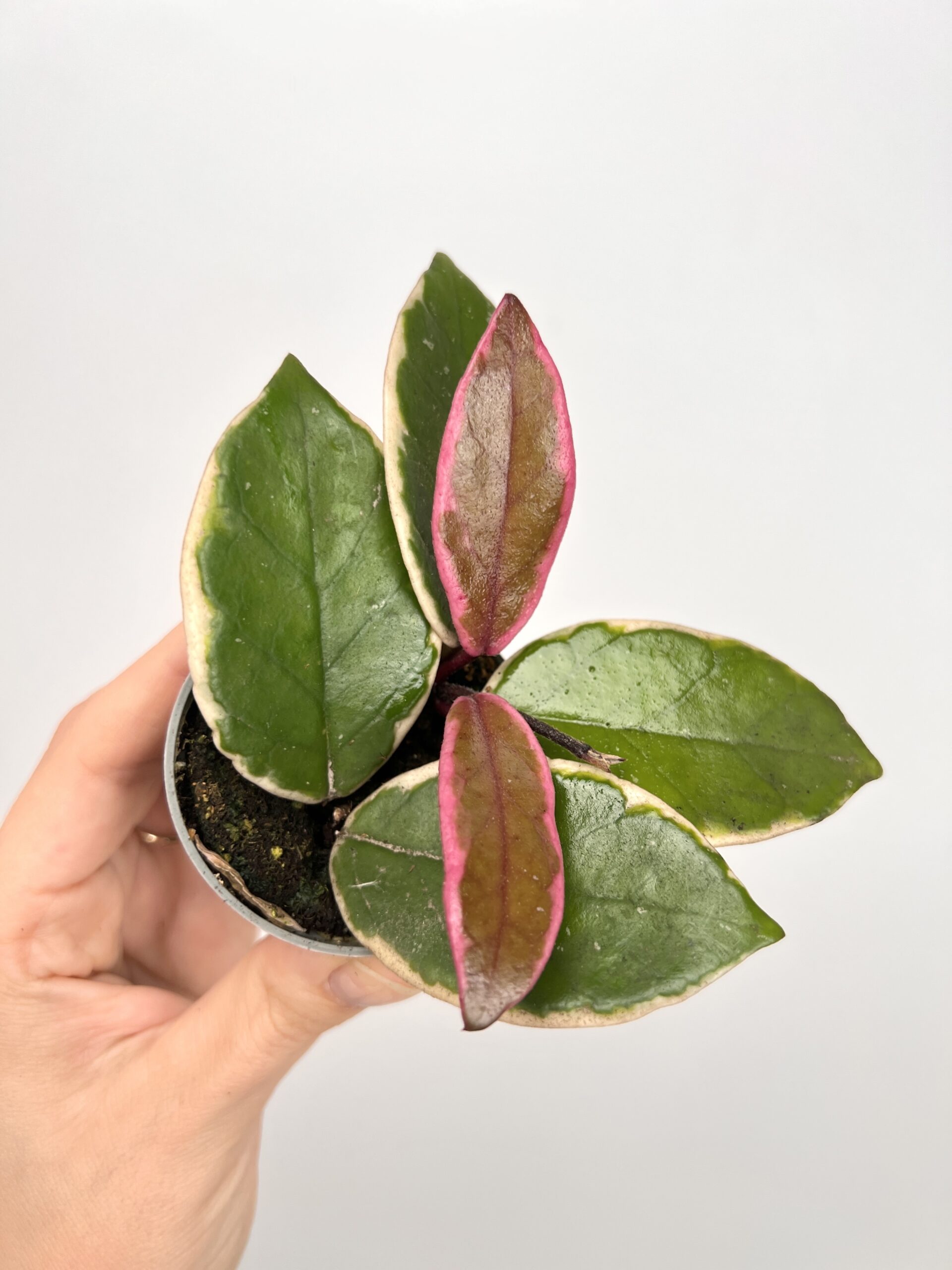 Hoya Flamingo Dream Hoya Flamingo Dream