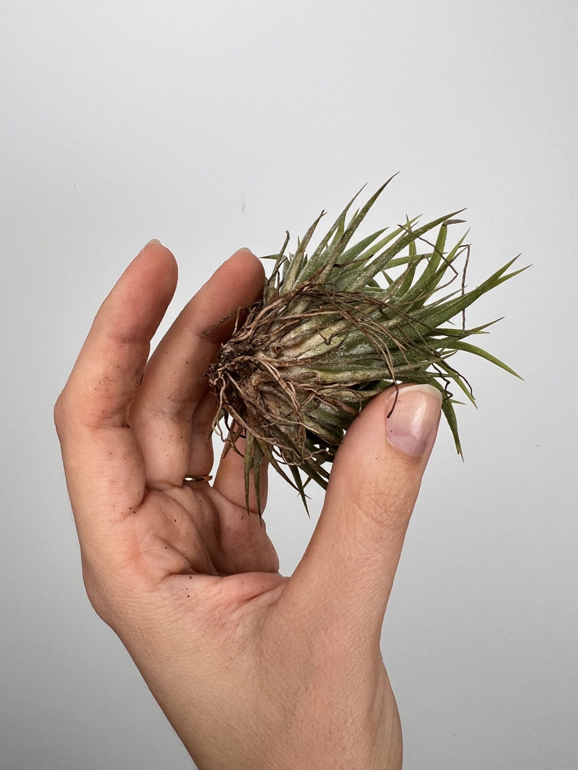 Tillandsia Mix 3 sztuki