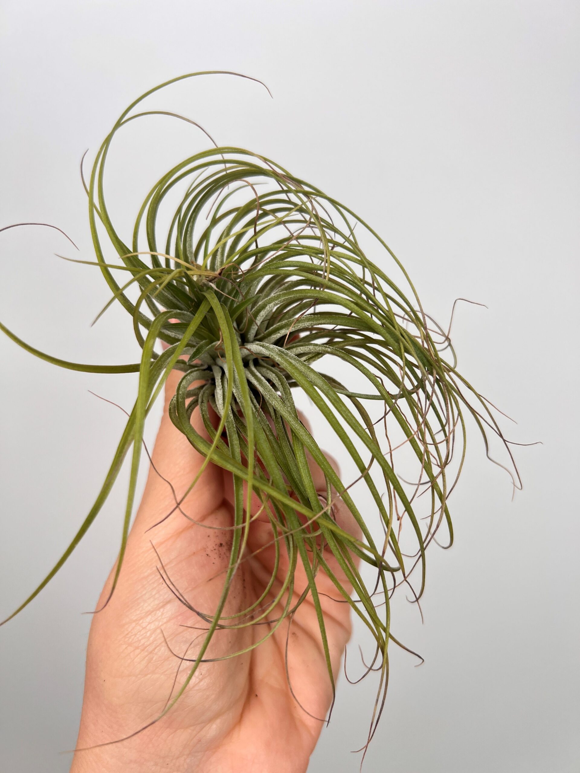 Tillandsia Mix 3 sztuki