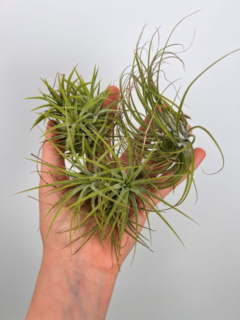 Tillandsia Mix 3 sztuki