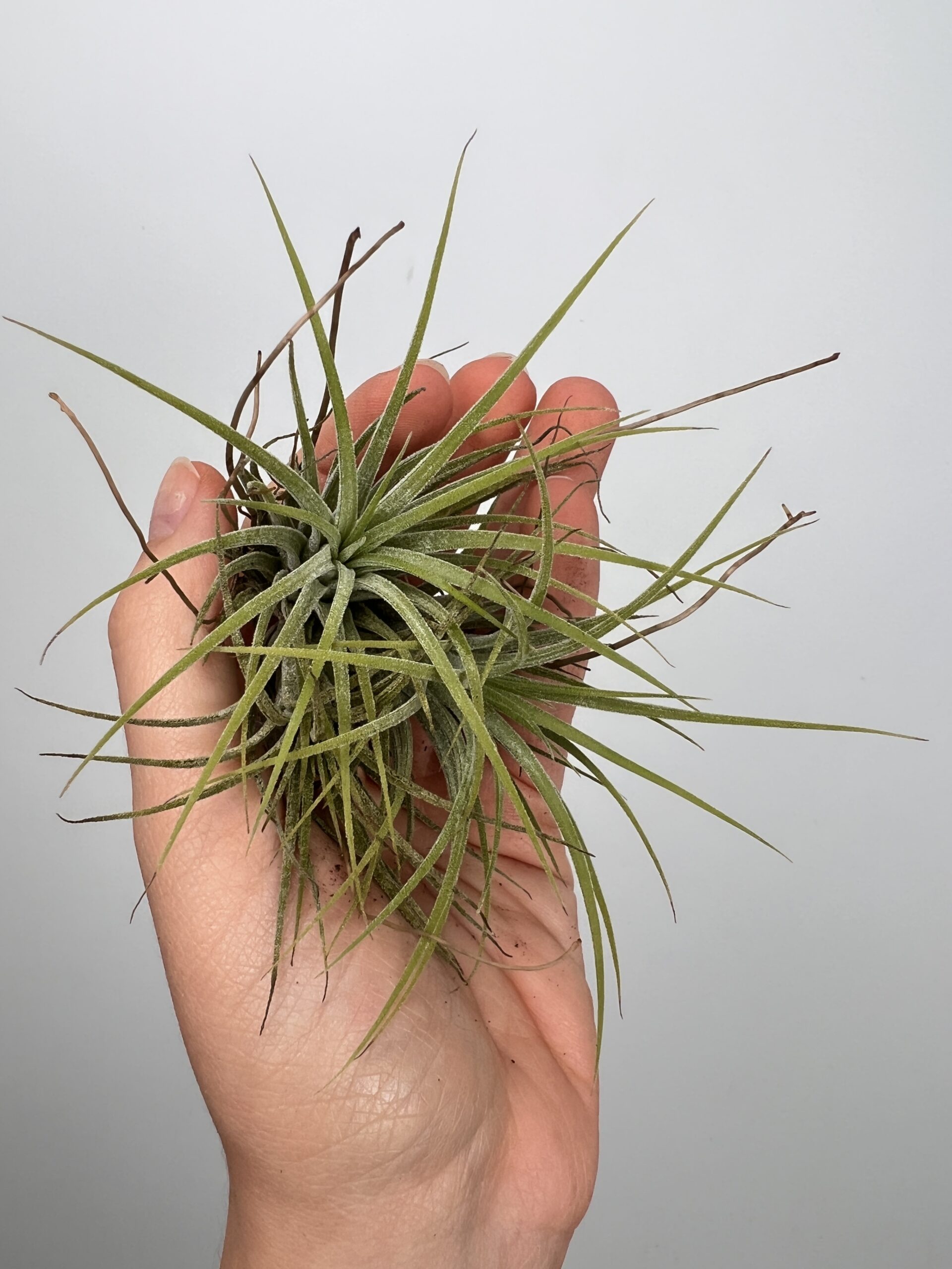 Tillandsia Mix 3 sztuki