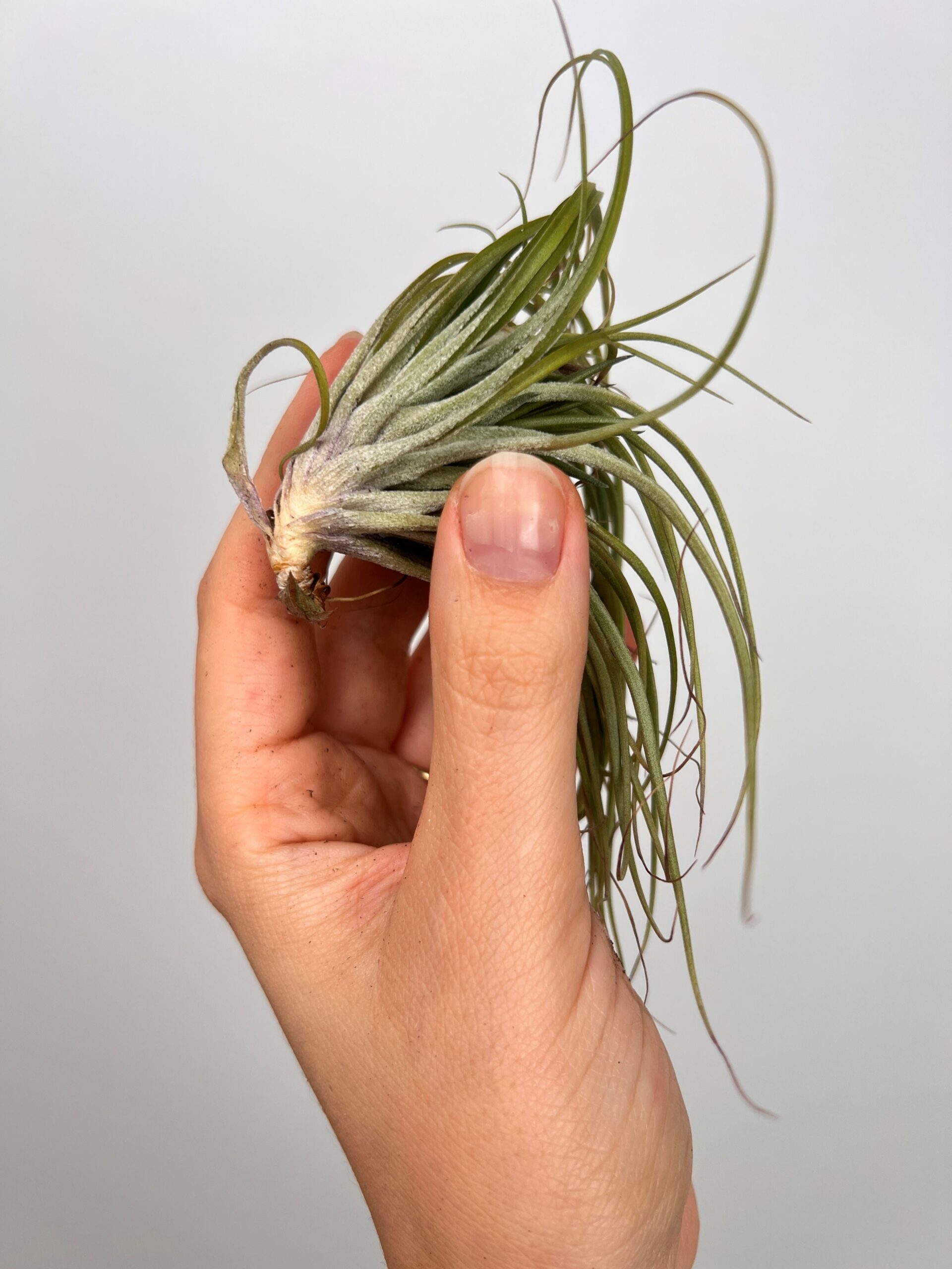 Tillandsia Mix 3 sztuki