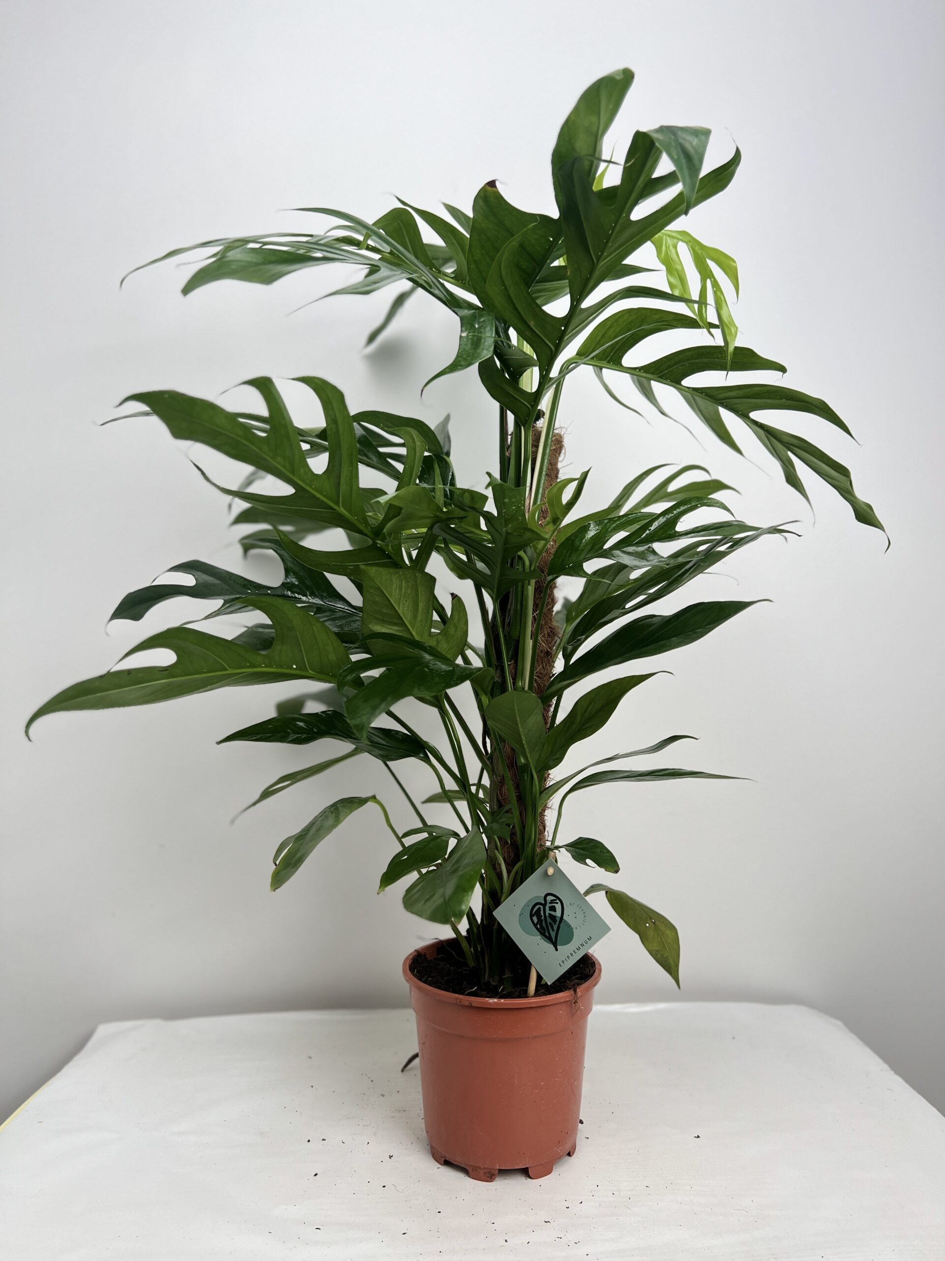 Epipremnum Baltic Blue na Paliku