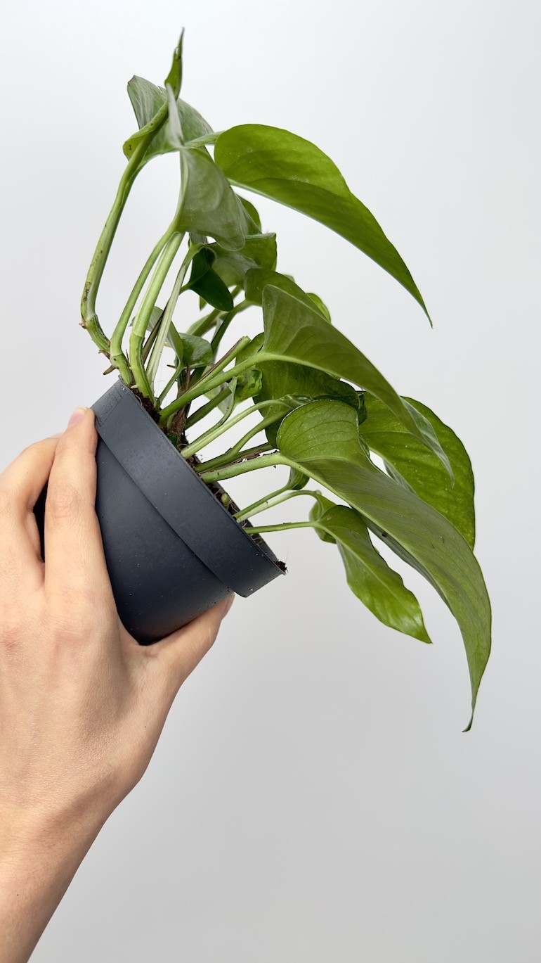 Epipremnum marble queen green