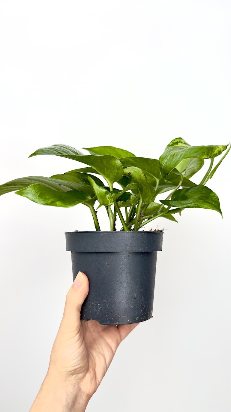 Epipremnum marble queen green