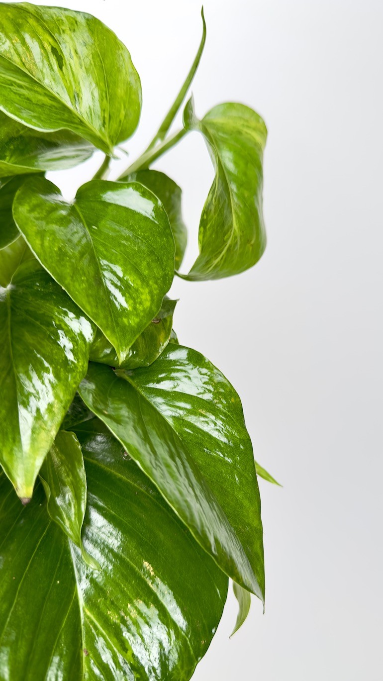 Epipremnum marble queen green