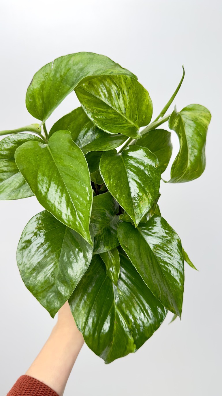 Epipremnum marble queen green