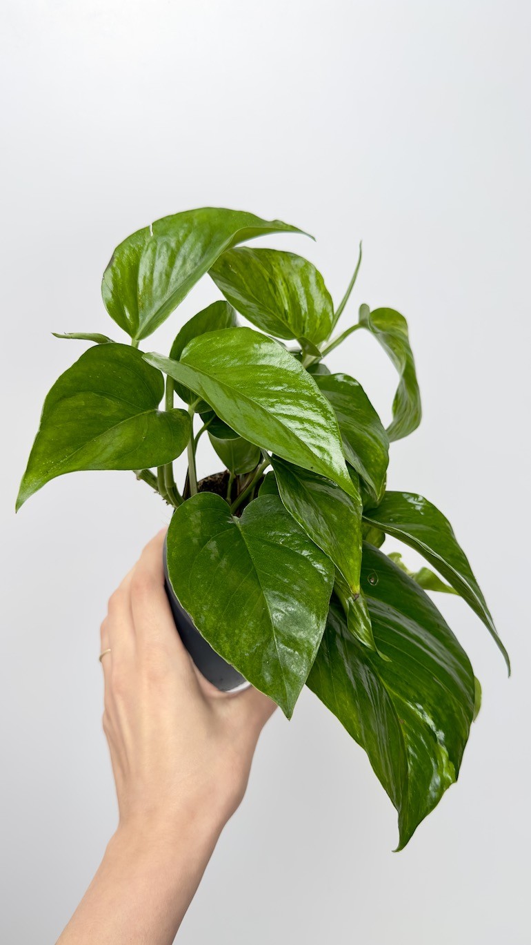 Epipremnum marble queen green