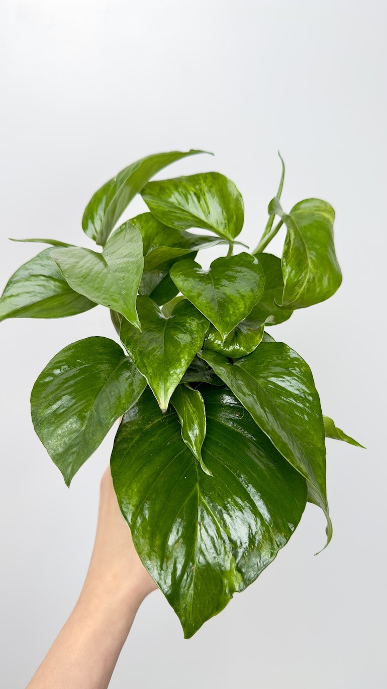 Epipremnum marble queen green