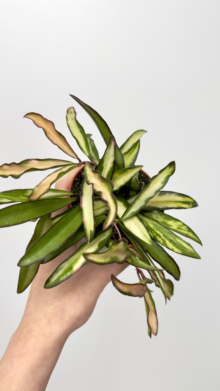 Hoya wayetii tricolor