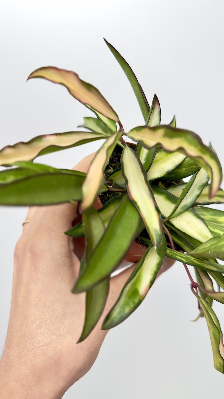 Hoya wayetii tricolor