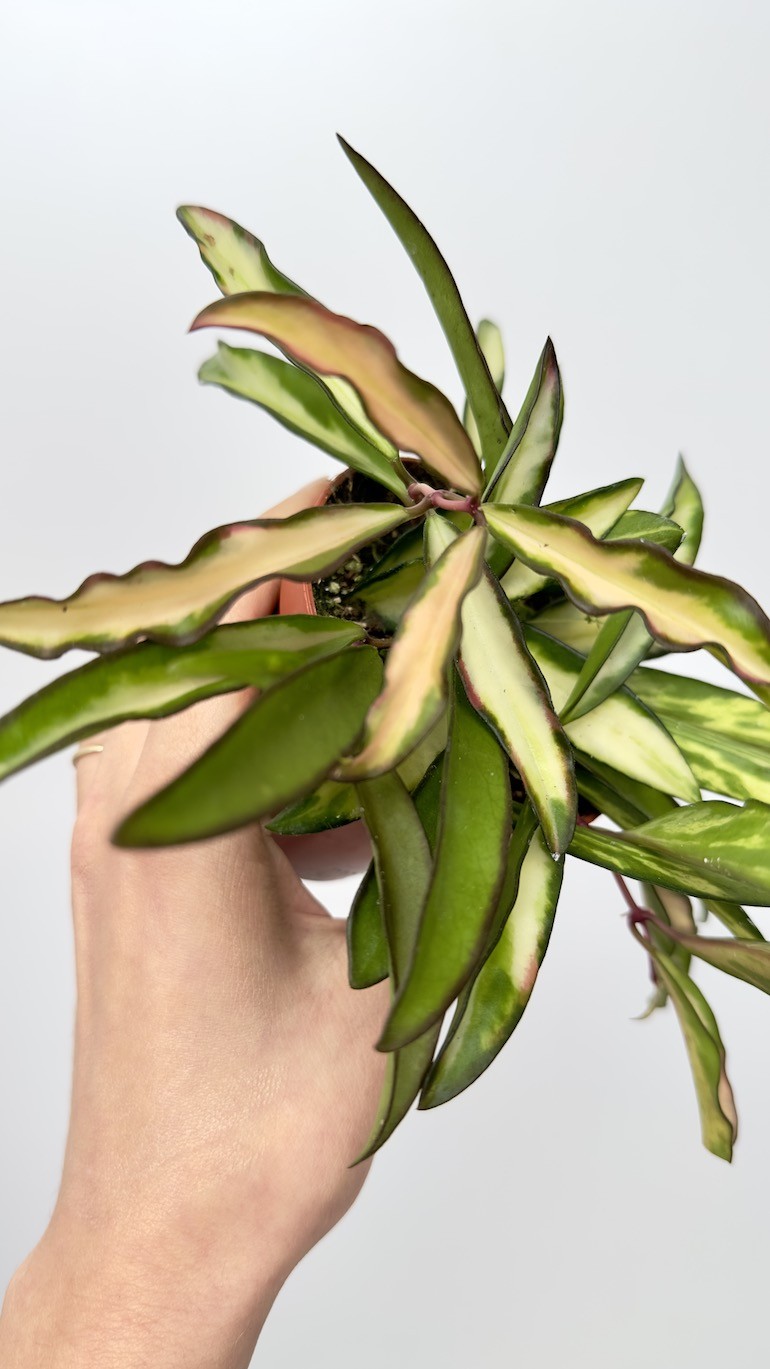 Hoya wayetii tricolor