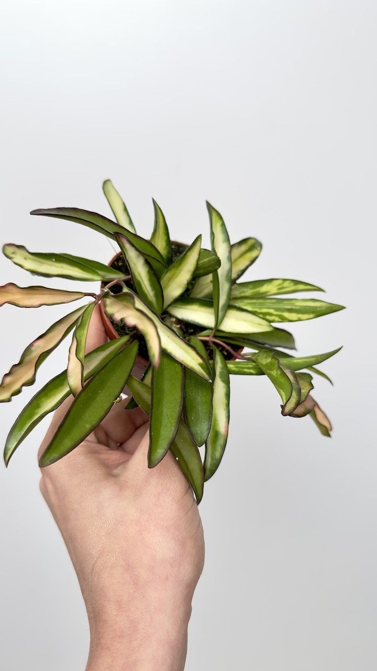 Hoya wayetii tricolor