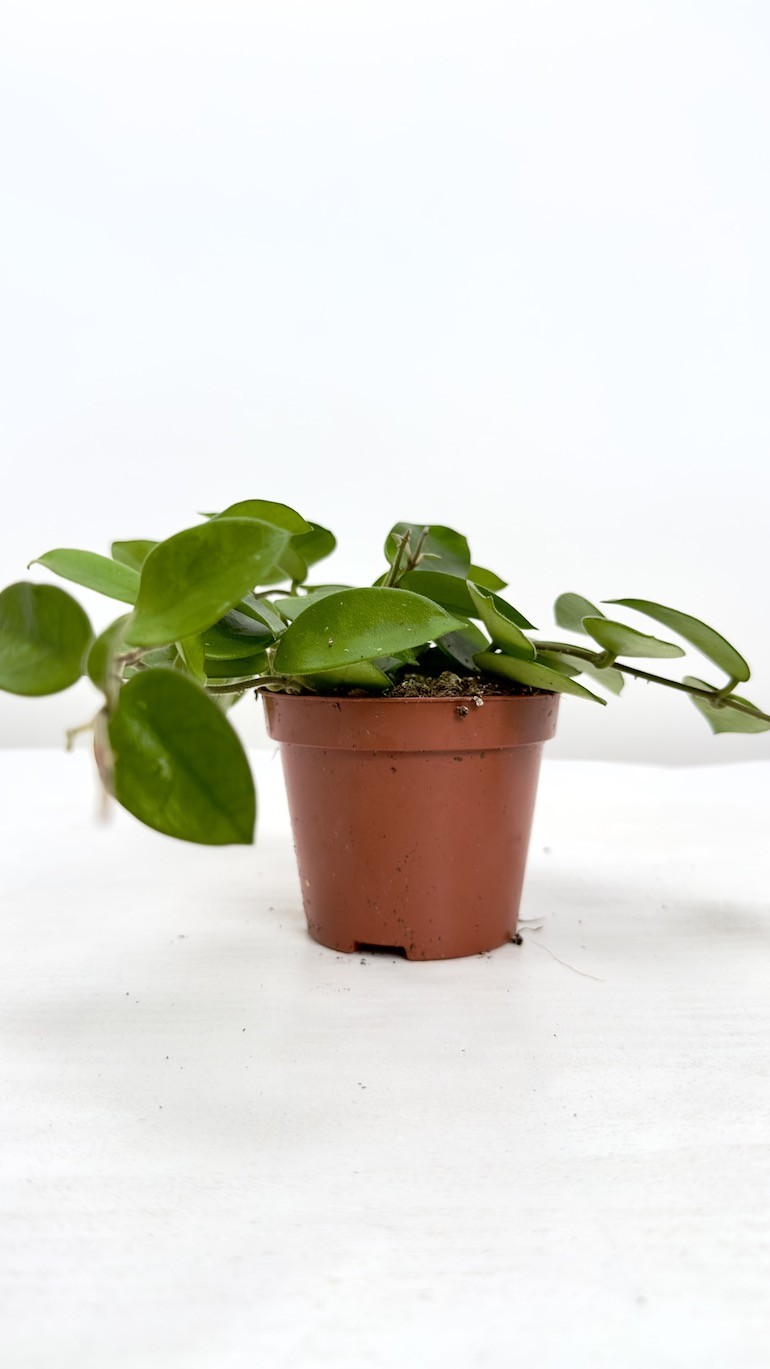 Hoya Chouke