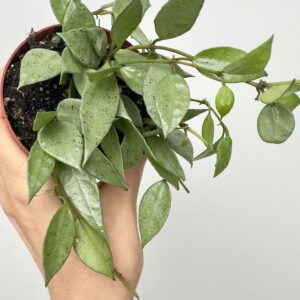 Hoya Lacunosa Mint