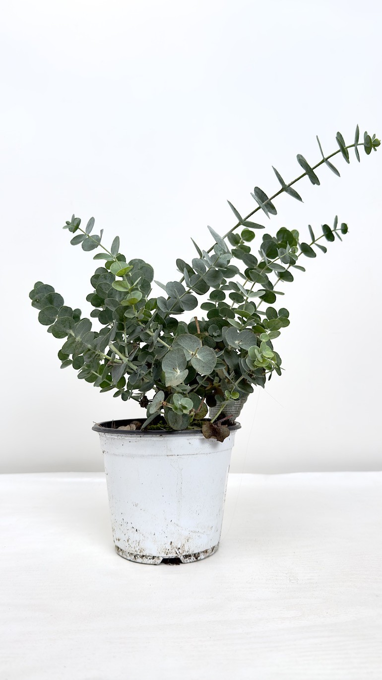 Eucalyptus Gunni (eukaliptus)