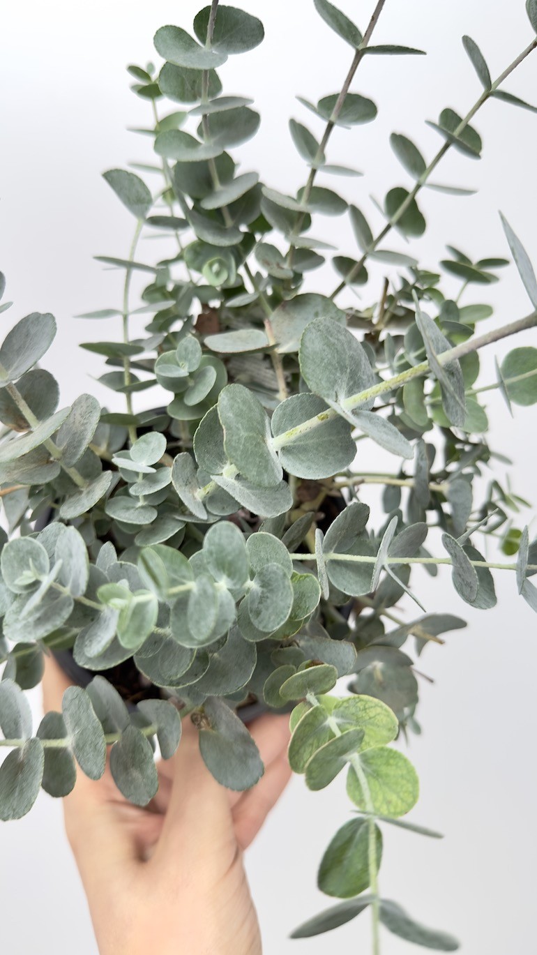 Eucalyptus Gunni (eukaliptus)