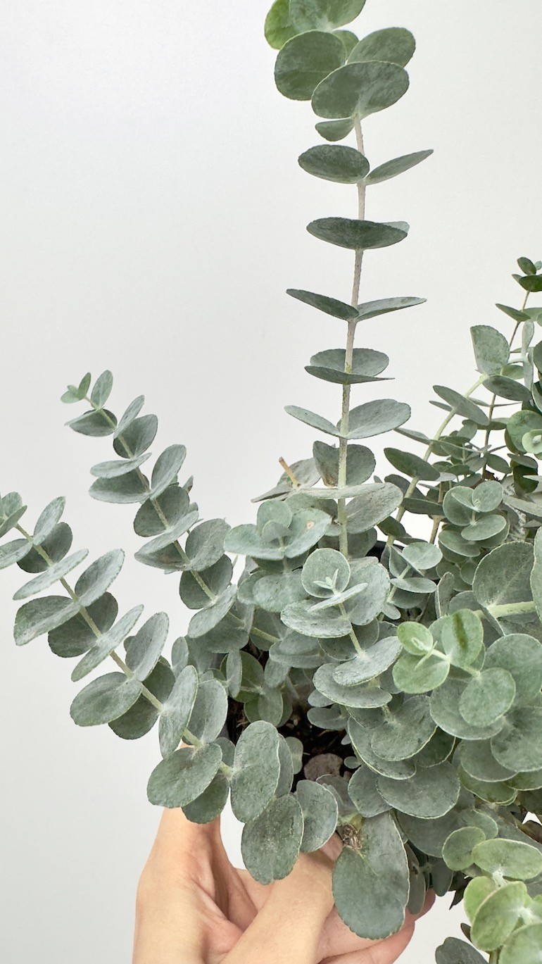 Eucalyptus Gunni (eukaliptus)