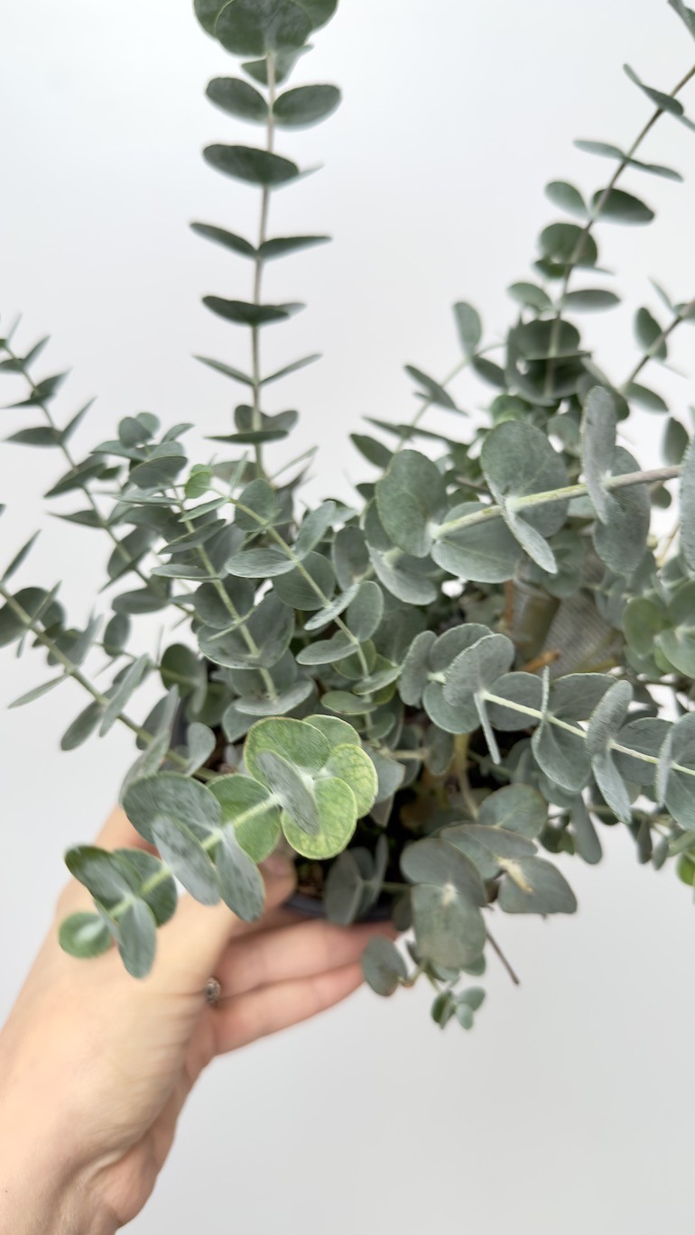 Eucalyptus Gunni (eukaliptus)