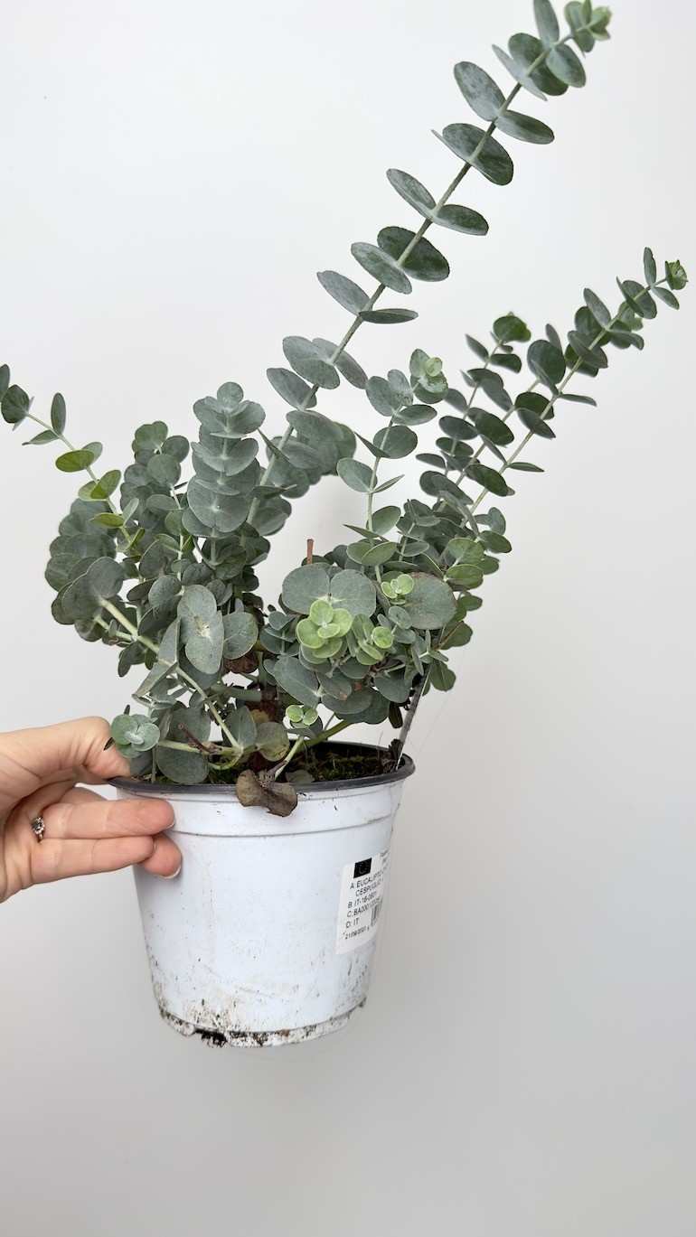 Eucalyptus Gunni (eukaliptus)