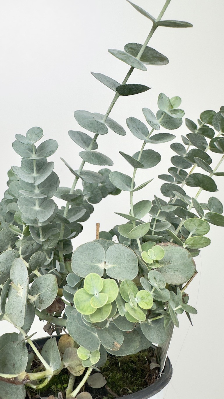 Eucalyptus Gunni (eukaliptus)