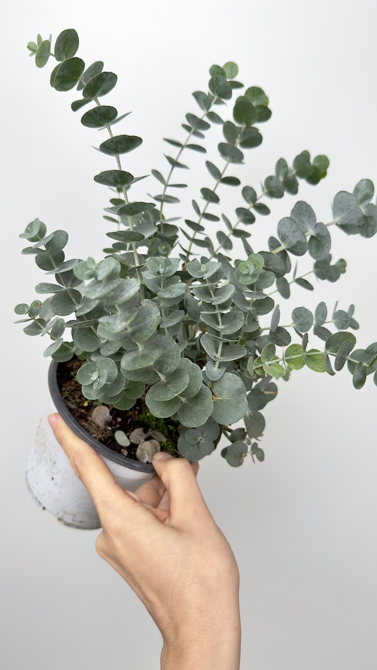 Eucalyptus Gunni (eukaliptus)