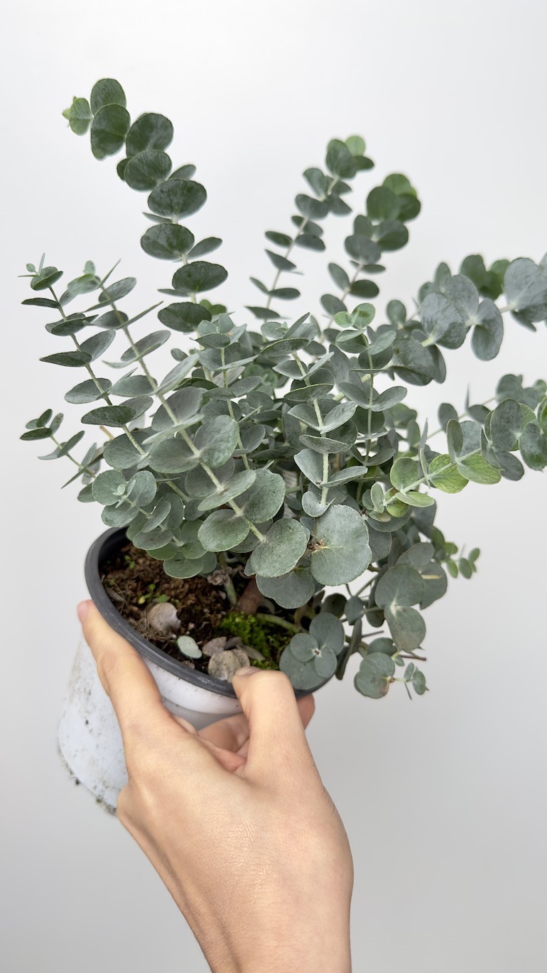 Eucalyptus Gunni (eukaliptus)