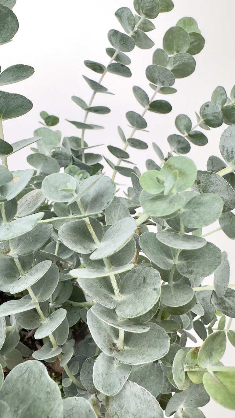 Eucalyptus Gunni (eukaliptus)