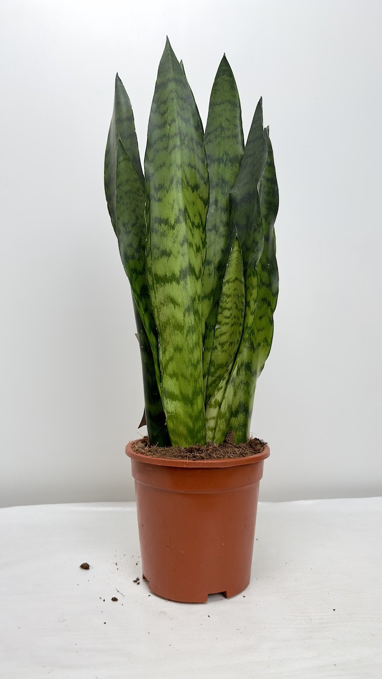 Sansevieria zeylanica
