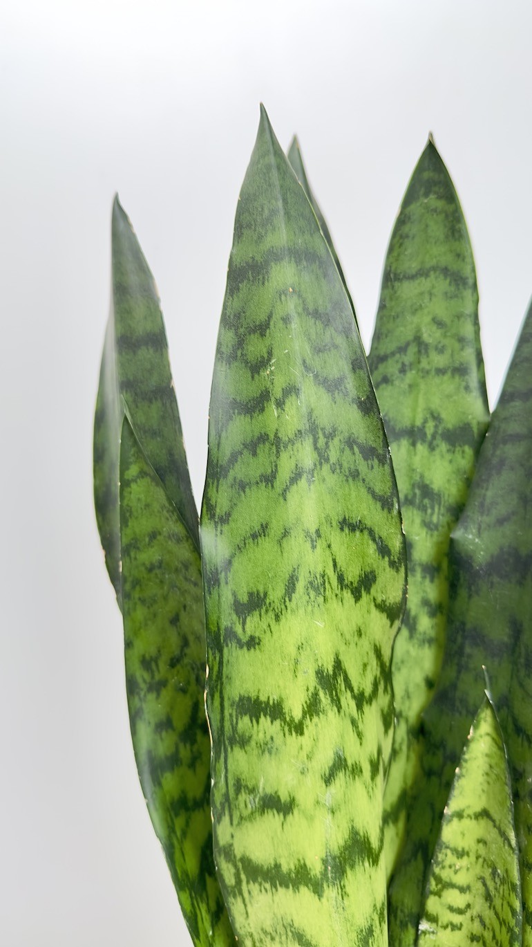 Sansevieria zeylanica
