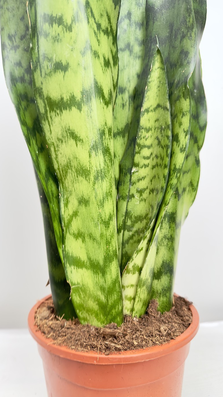 Sansevieria zeylanica