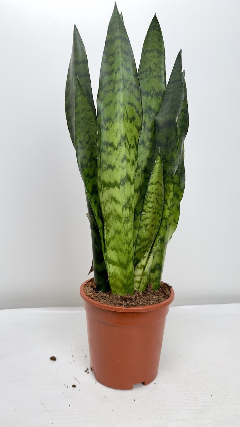 Sansevieria zeylanica