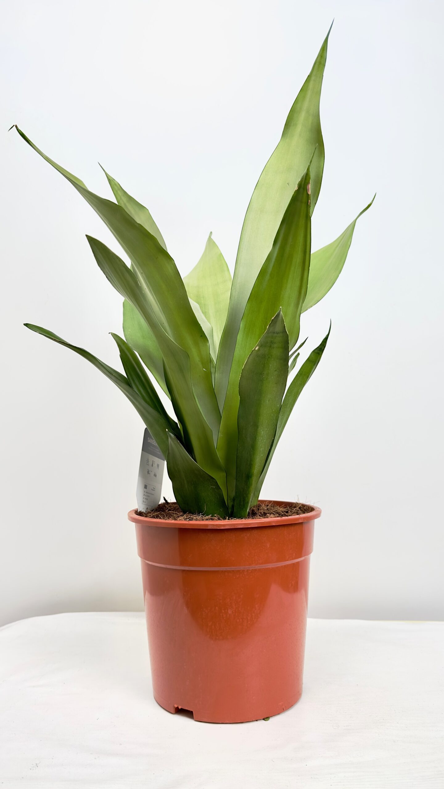 Sansevieria Moonshine