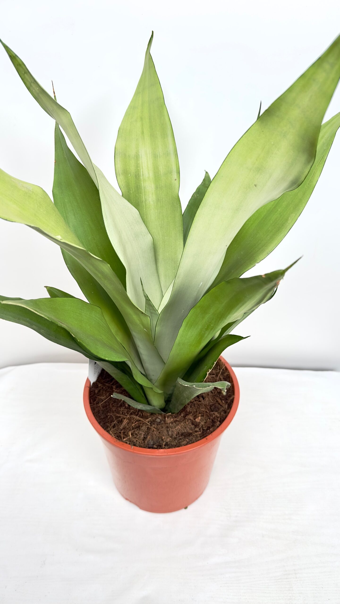 Sansevieria Moonshine