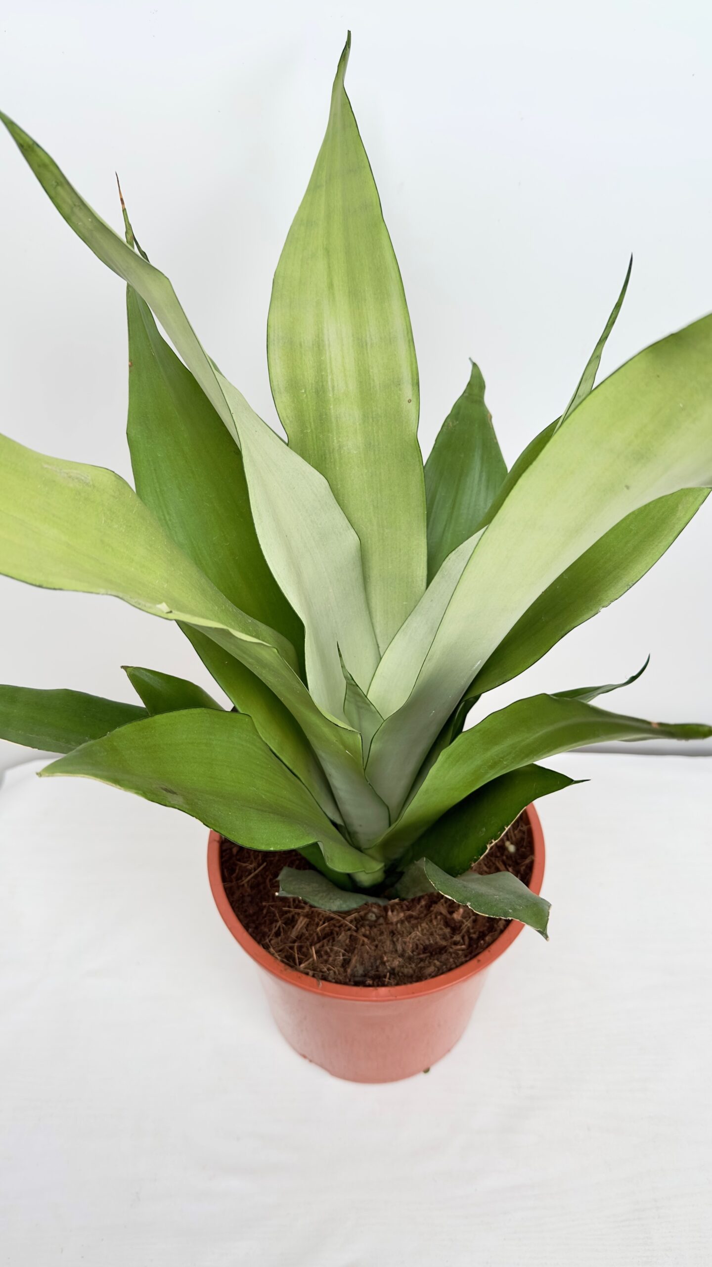 Sansevieria Moonshine