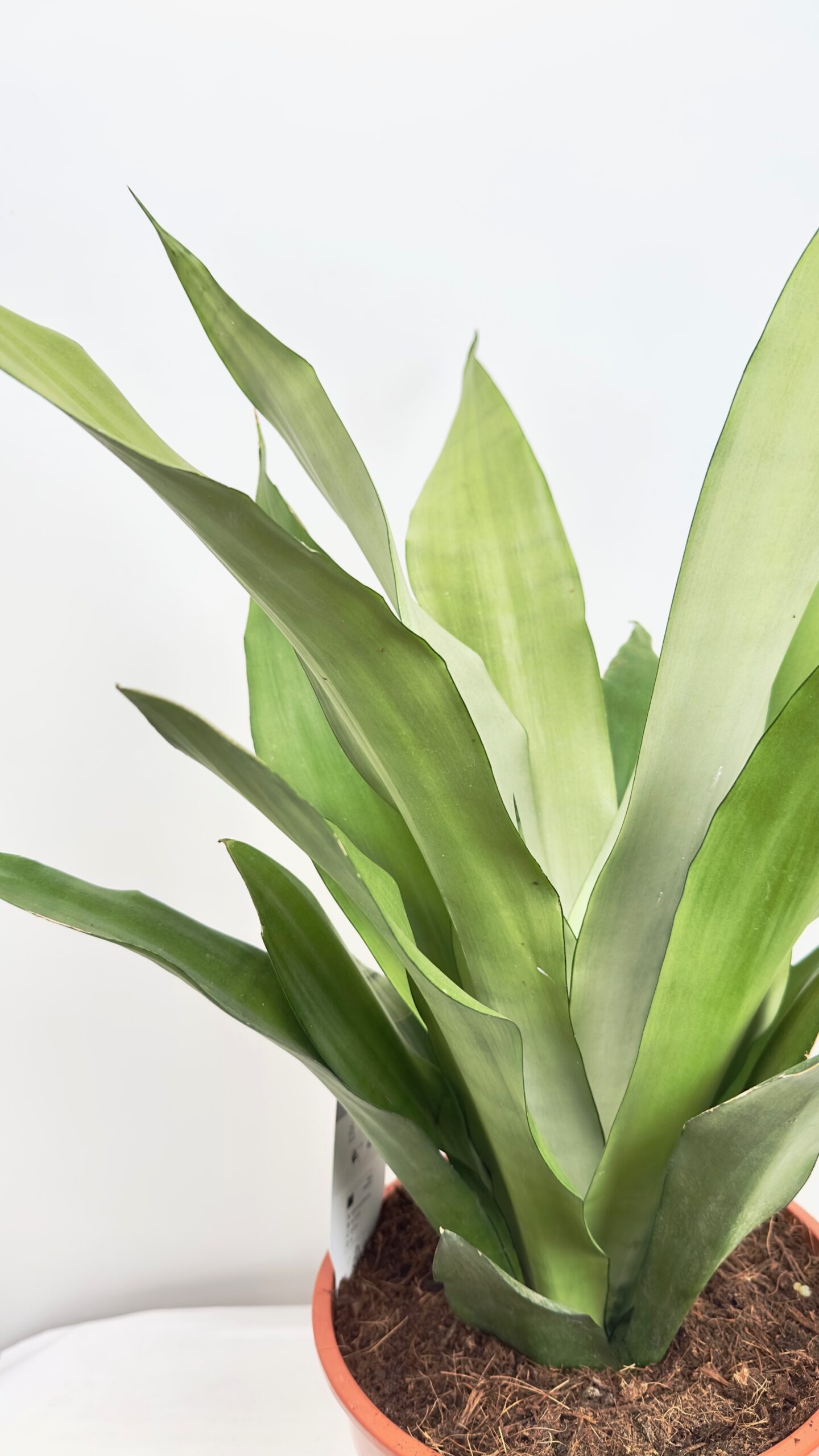 Sansevieria Moonshine