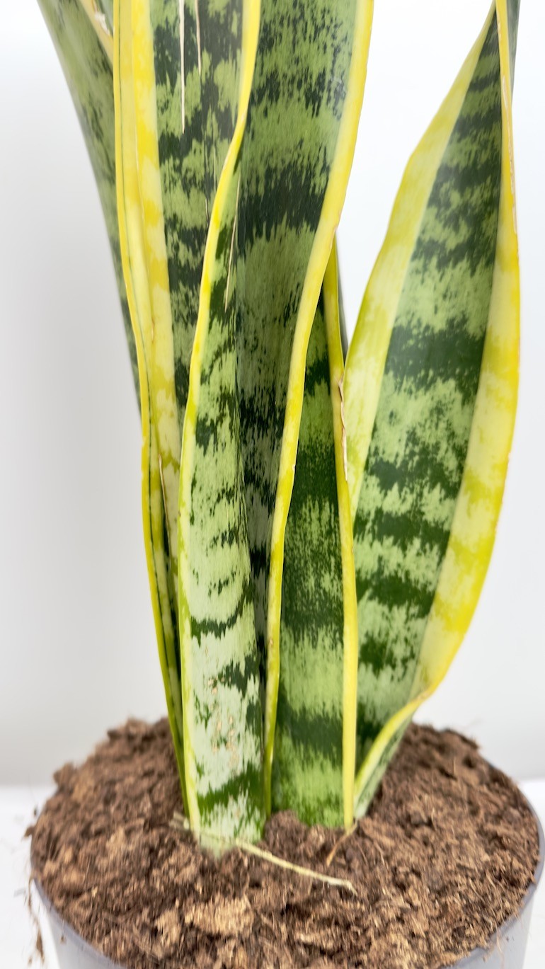 Sansevieria Laurentii
