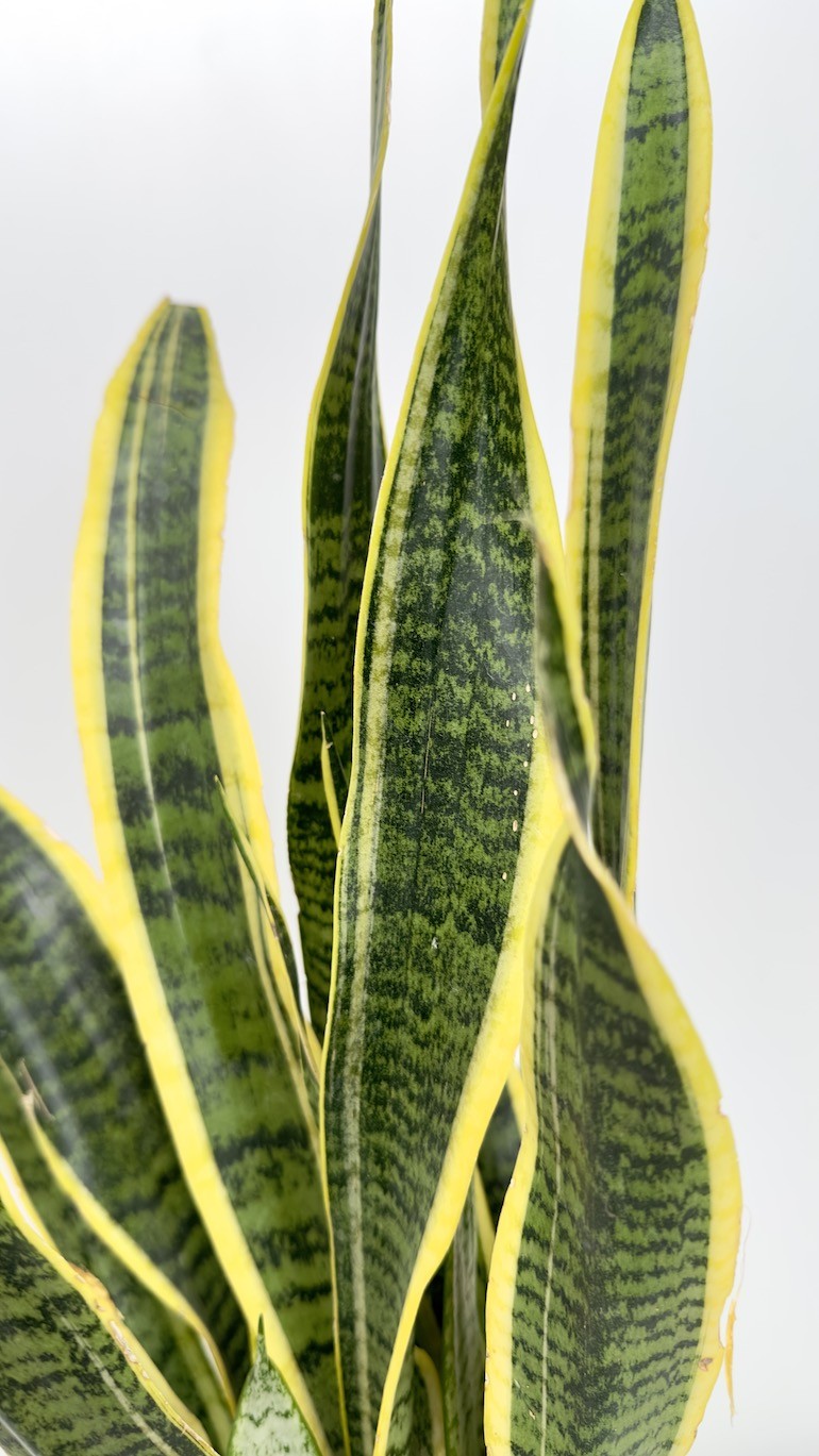 Sansevieria Laurentii