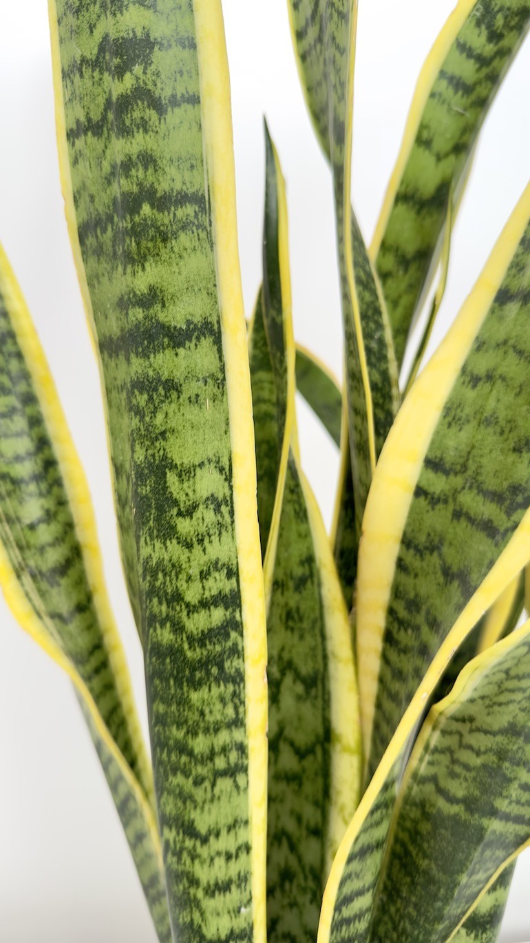 Sansevieria Laurentii