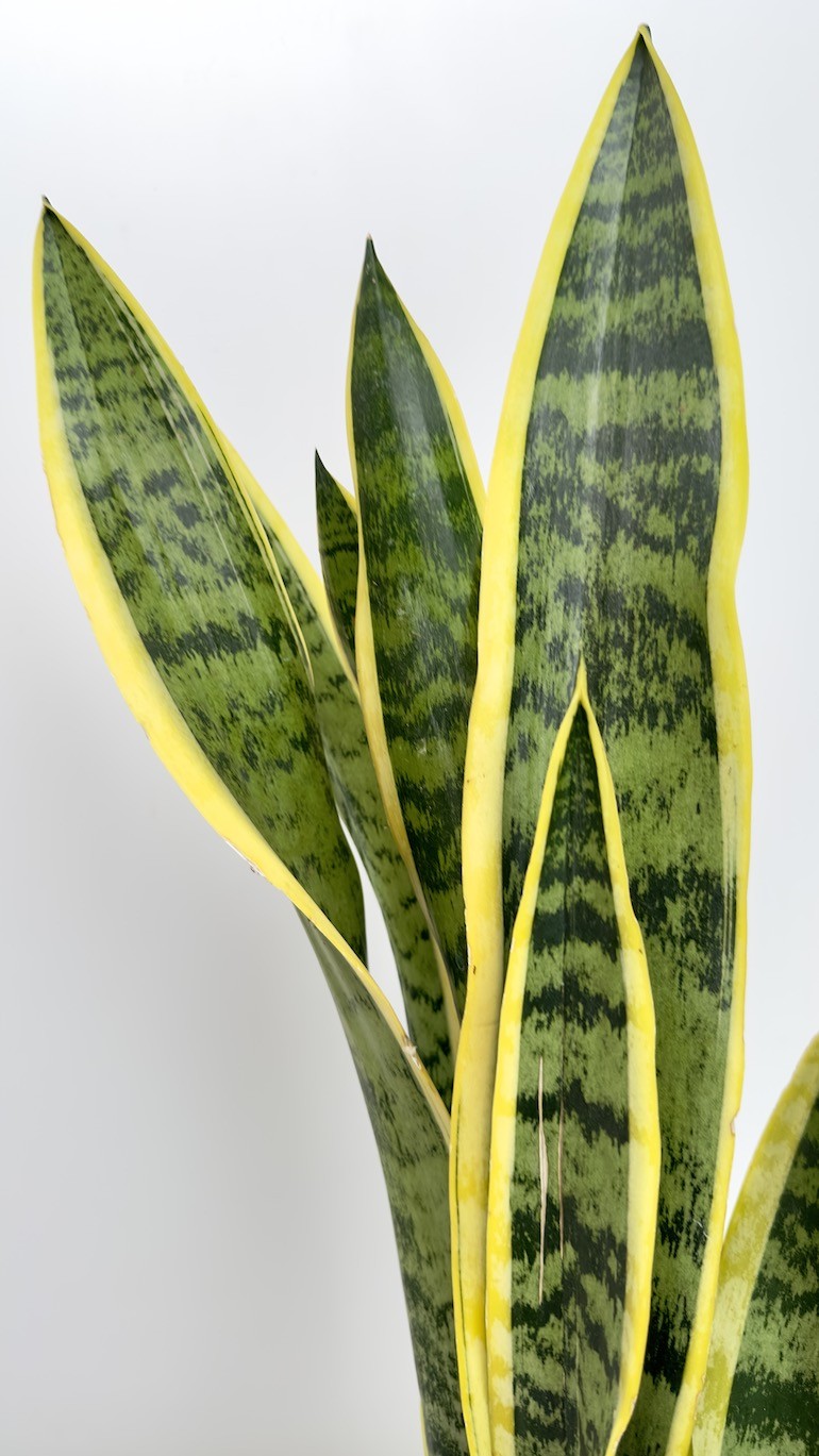 Sanseveria Trifasciata