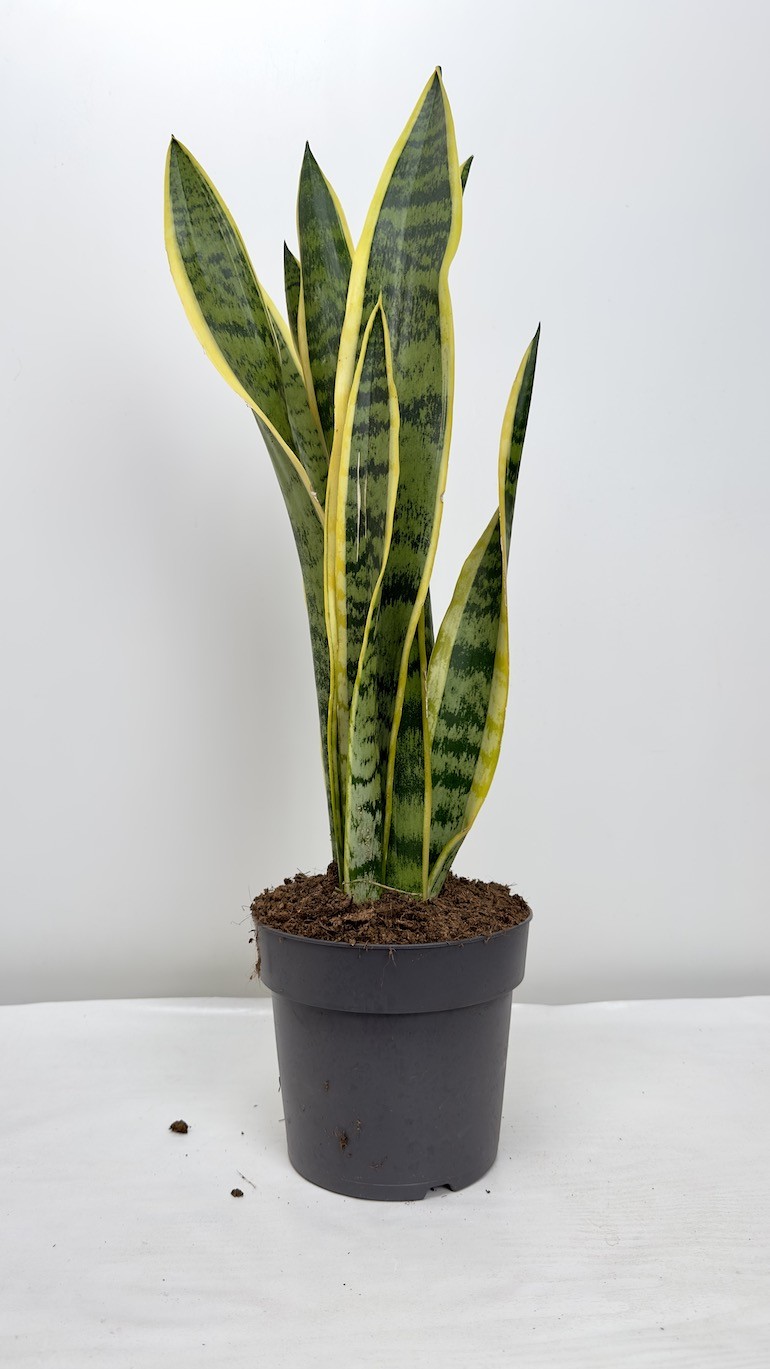 Sanseveria Trifasciata
