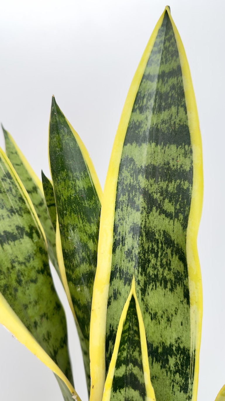 Sanseveria Trifasciata