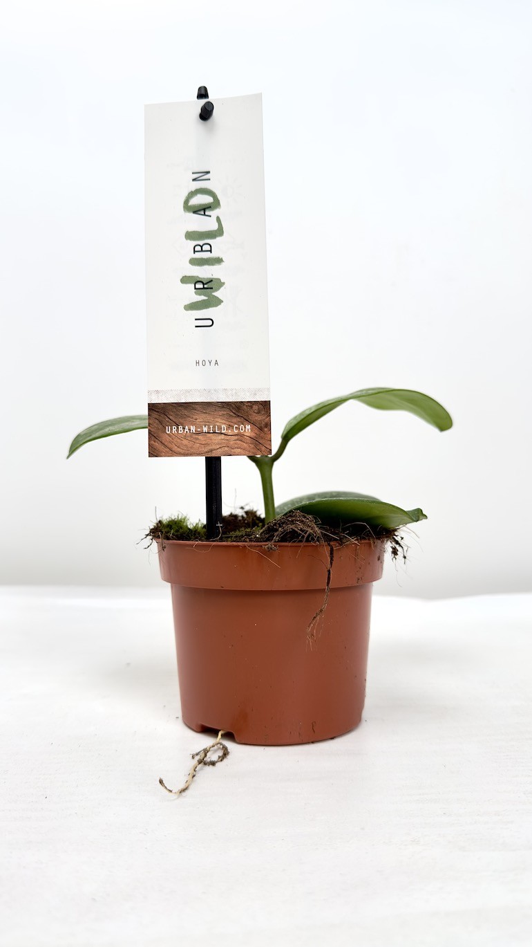Hoya Obovata