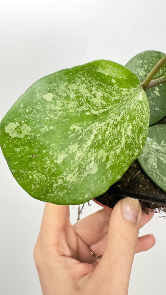Hoya Obovata