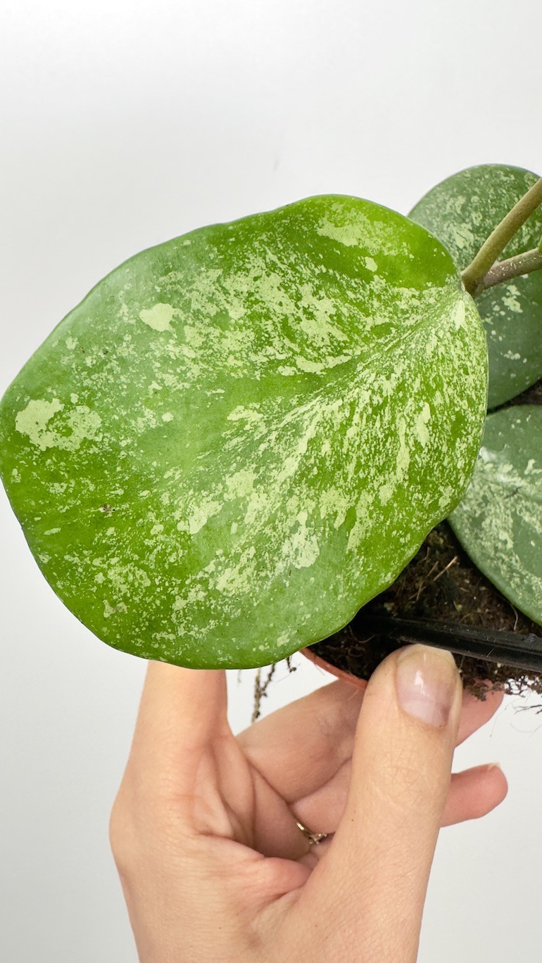 Hoya Obovata