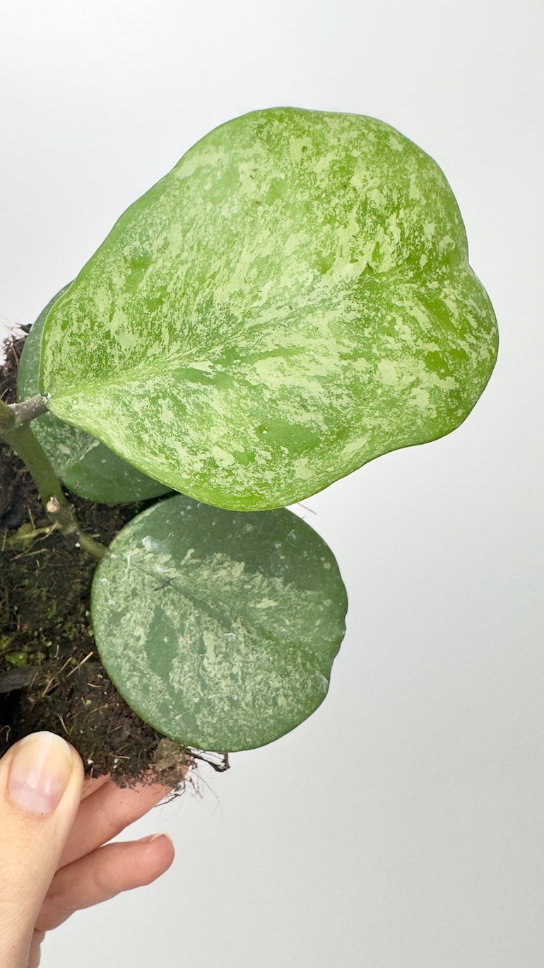 Hoya Obovata