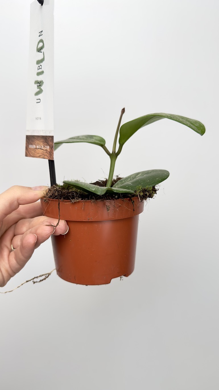 Hoya Obovata