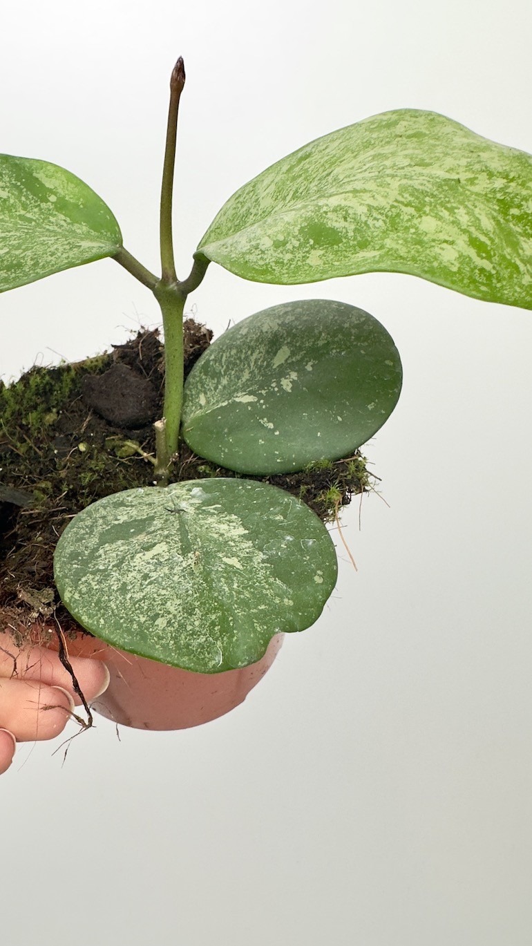 Hoya Obovata