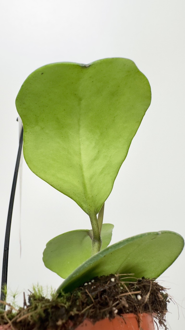 Hoya Obovata
