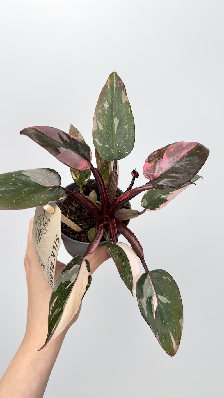 Philodendron Pink Princess